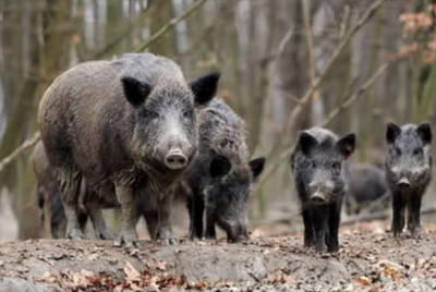 Bournezeau : chasseurs et militants anti-chasse, un conflit qui dure